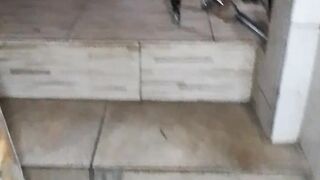 Gatos não faltam em casa