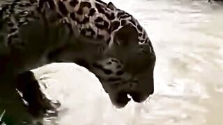 O rugido da onça-pintada! #pantanal #onça #youtubeshorts #novela #videoshort #natureza #ms