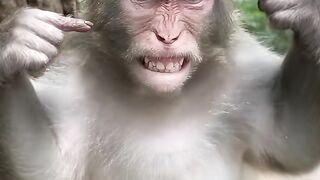 Monyet Plenger 🤣🐒🐒