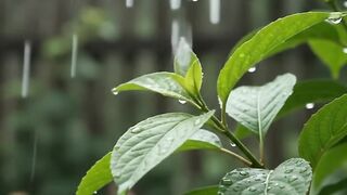 ASMR Heavy Rain at a Peaceful Village House | Relaxing Rain Sounds