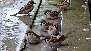 Burung 🐦🐦🐦