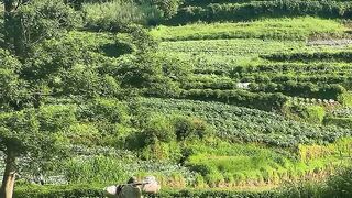 Sawah besar