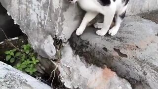 kucing 44