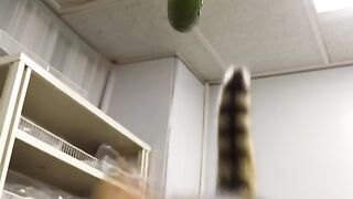 Funny Cat Fails - Cat Scared Jump Compilation