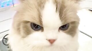 angry cat day 3