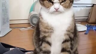 Who Told You to Stop Petting Me?!