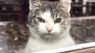 Cat Angry Day 9