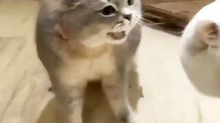 cat angry day 10