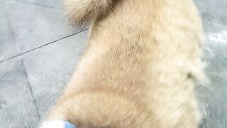 My Dog Is Losing So Much Fur I Thought He Was Sick... What Happened Next Shocked Me🙄
