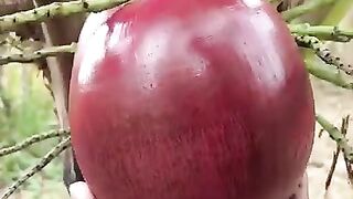 Kupas kelapa merah