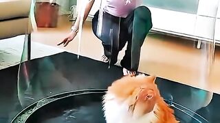 Funny Animals 52
