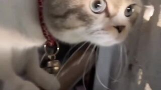 Cute cat 145