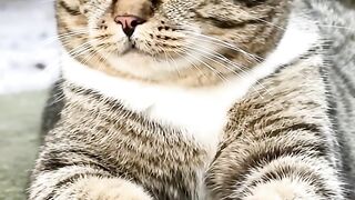 Funny cat 362