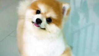 Pomeranian dog