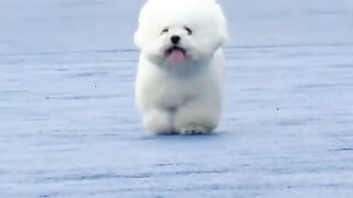 Bichon Frise