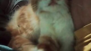 Orange and White Tabby Cat