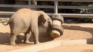 Baby Elephants Holding Trunks Is The Purest Thing Ever! 🥺❤️