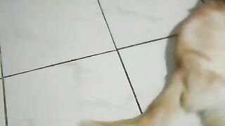 Domestic Mediumhair cat