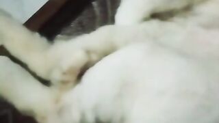 Domestic Longhair Cat