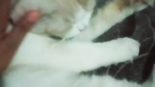 Persian Mix / Domestic Mediumhair