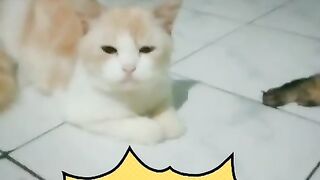 mix-breed / Persian mix