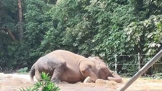 The Most Relaxing Elephant Dust Bath & Morning Stretch You’ll Ever Watch! 🐘✨