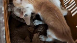 These kittens are playing happily