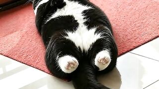 The cat is sleepy