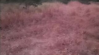 forest in the dry season