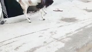 Fight 27