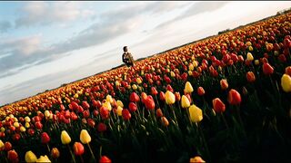 Campos de tolipas