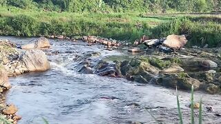 Suara Aliran Sungai yang Menenangkan 🌿💦 | Pemandangan Alam