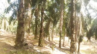 Palm forest