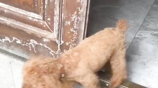 My Poodle Always Does This Outside