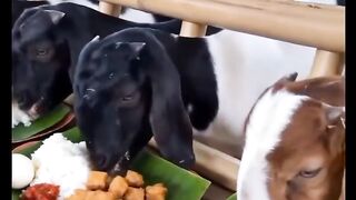 Goats eat delicious food