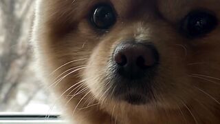 Pomeranian