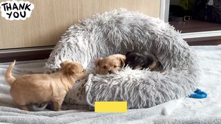 Chihuahua Long Hair