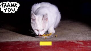 Solid White Cat