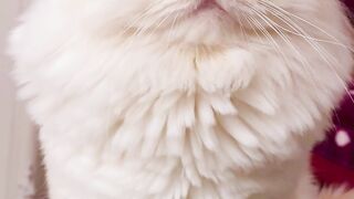 Persian / British Longhair cat