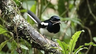 timelapse of Kacer birds making nests in the wild