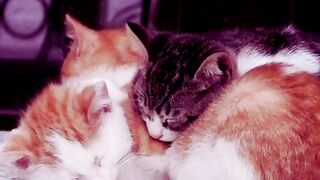 ginger and white tabby cat