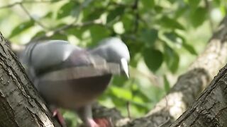 timelapse of doves making nests in the wild