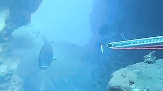 Perfect spearfishing shot
