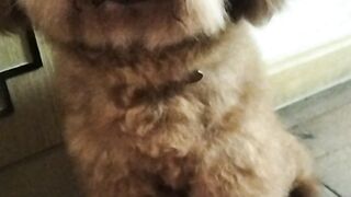 Look How Cute My Dog Is!