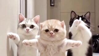 This Cat Is Too Funny! 😂🐱 Funniest Cat Moments Ever! 😹 When Your Cat Thinks It’s the Boss 😂