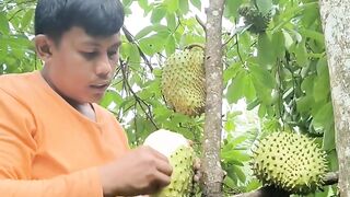 eating soursop straight from the tree