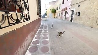 All these cute stray cats are waiting for delicious food to satisfy their hunger.