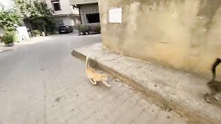 My husband hugged the two cute cats, and we gave them delicious food.