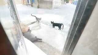 I offered love and delicious food to the cats living in front of my house.