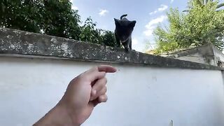This gray cat is very friendly and approaches us, unlike its very shy friend.